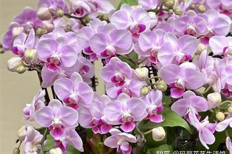 请问蝴蝶兰花怎么养.好养吗