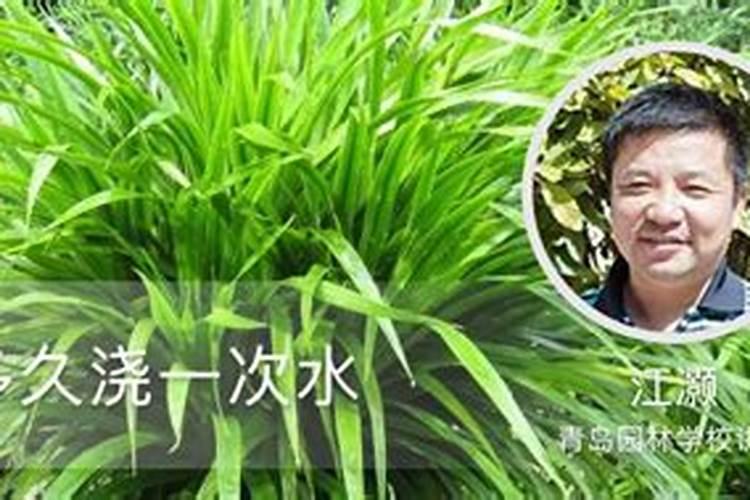 龙须新长的叶子上有小白斑点怎么回事