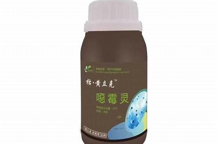 茶花烂根最好的处理方法
