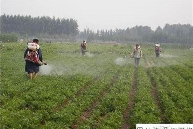 玉米喷完叶面肥多久能喷除草剂？