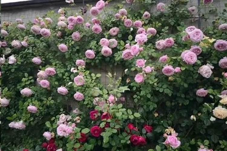 月季花施肥方法 怎样给月季花施肥