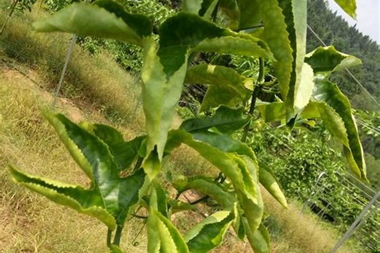 硼肥不能和什么一起用？如果使用错误会产生哪些影响？