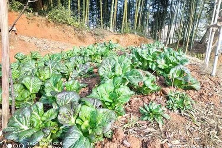 火龙果要放什么肥料