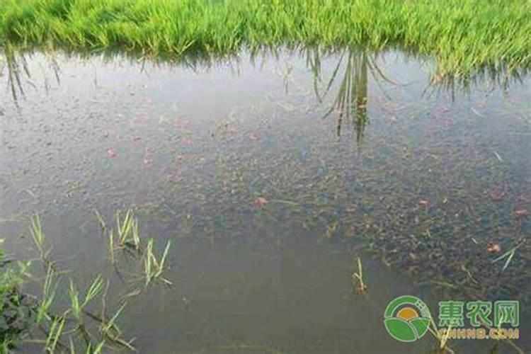 液氮倒入湖中会对湖里的生态环境造成什么影响？