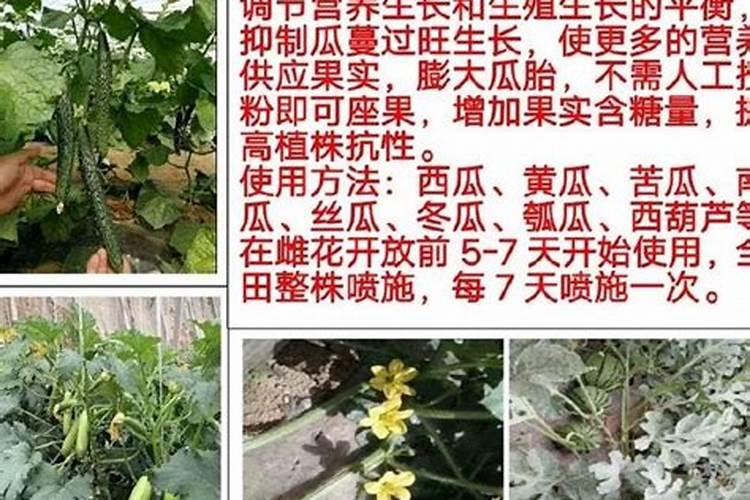 西红柿和黄瓜怎样追肥？选用什么叶面肥好？