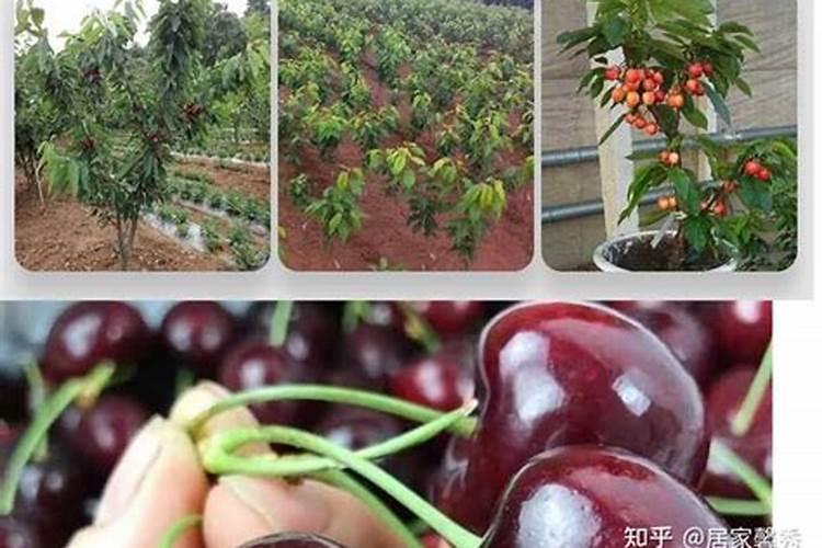 车厘子需要用哪种肥料增甜？什么时间段施肥？