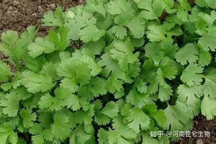 香菜重茬如何防治