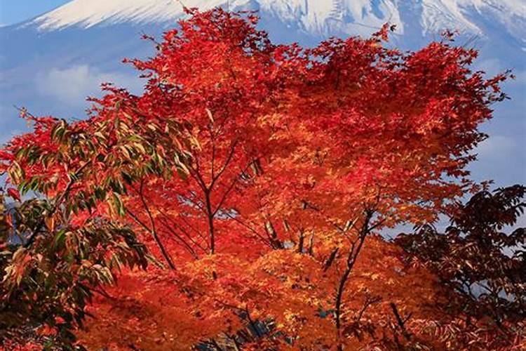 富士苹果膨大期是氨基酸好还是黄腐酸钾好？