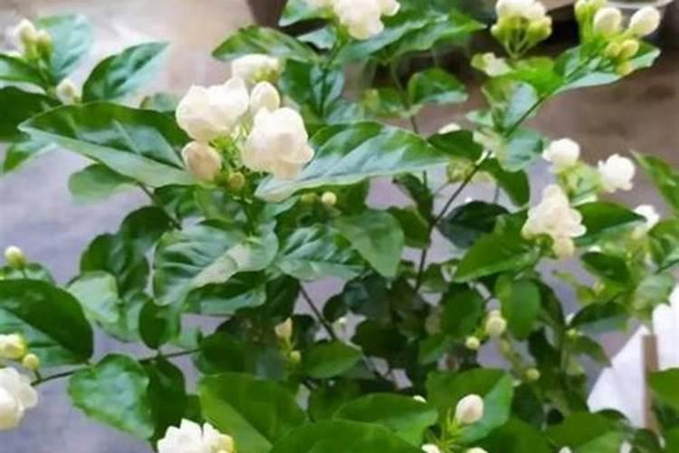 非洲茉莉怎么施肥