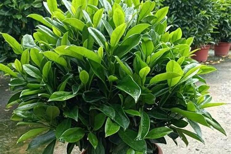 非洲茉莉用什么肥料好