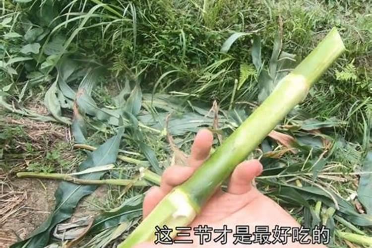 玉米干枯后形成的秸秆都有什么用？