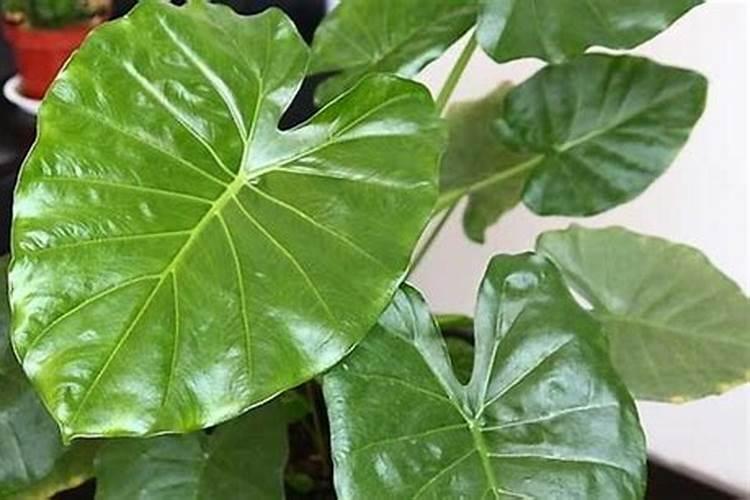 绿植可以用蔬菜肥料吗