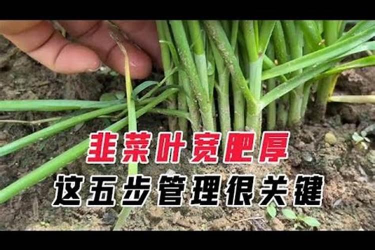 韭菜应该施什么肥