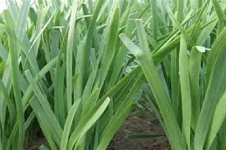 韭菜控旺增产叶面肥哪种好？种植韭菜增产管理技术
