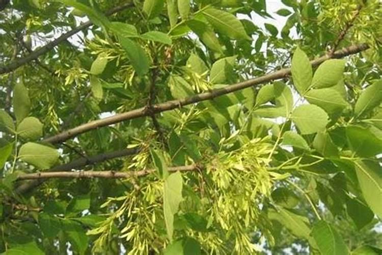 白蜡树用什么肥料最好