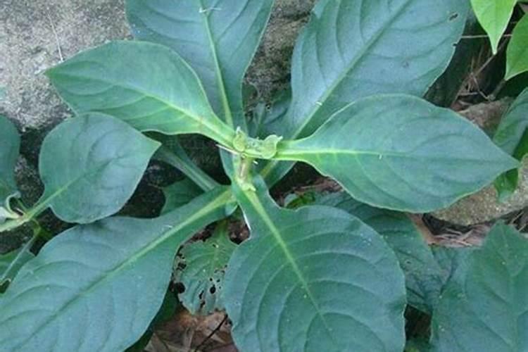 龙凤茶有什么功效
