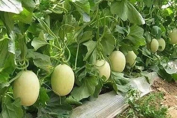 水果一般要施什么肥料才更甜？