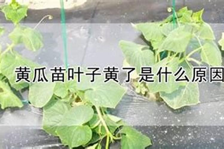 小麦苗黄苗弱苗怎么补救