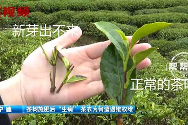 茶叶的用肥方法