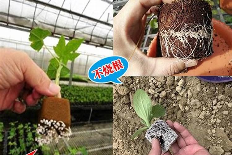 栀子月季···不开花？学1招,想开几次开几次!