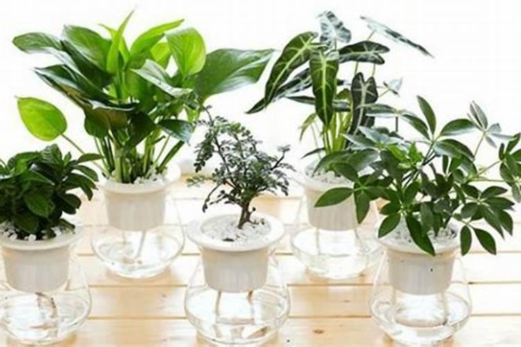 水培绿萝用什么肥料