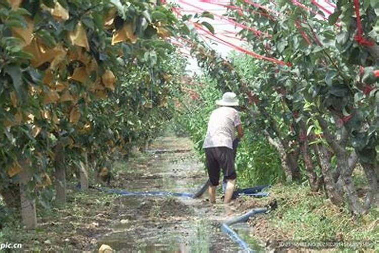 花施肥后什么时候浇水