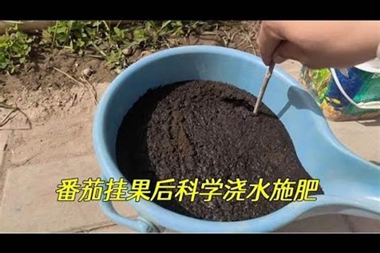浇水施肥的顺序是什么
