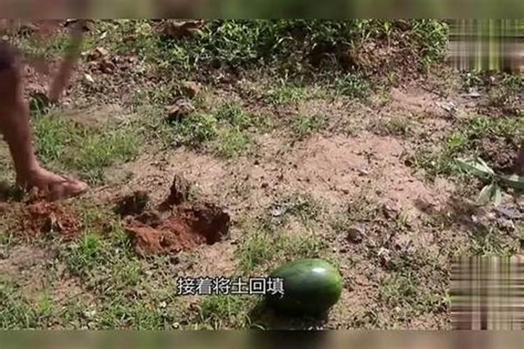 8424西瓜二批瓜怎么跳藤,藤子一直不好
