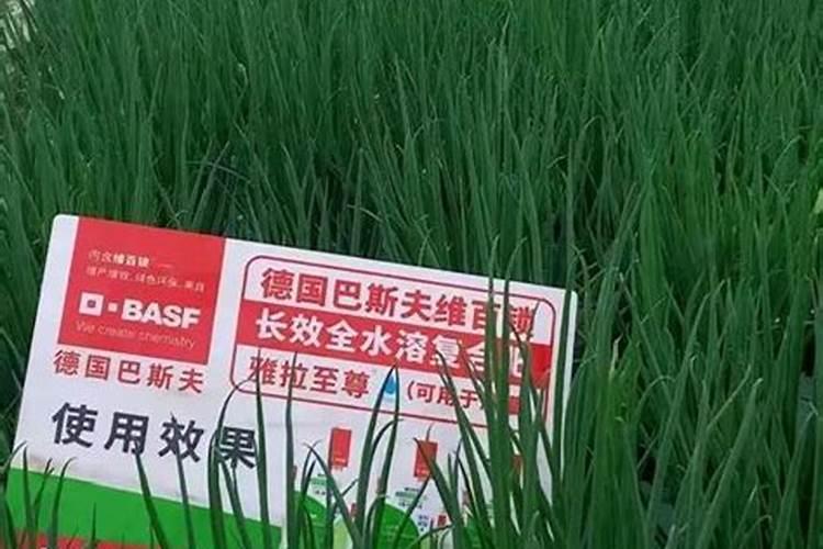 小葱追肥用什么化肥