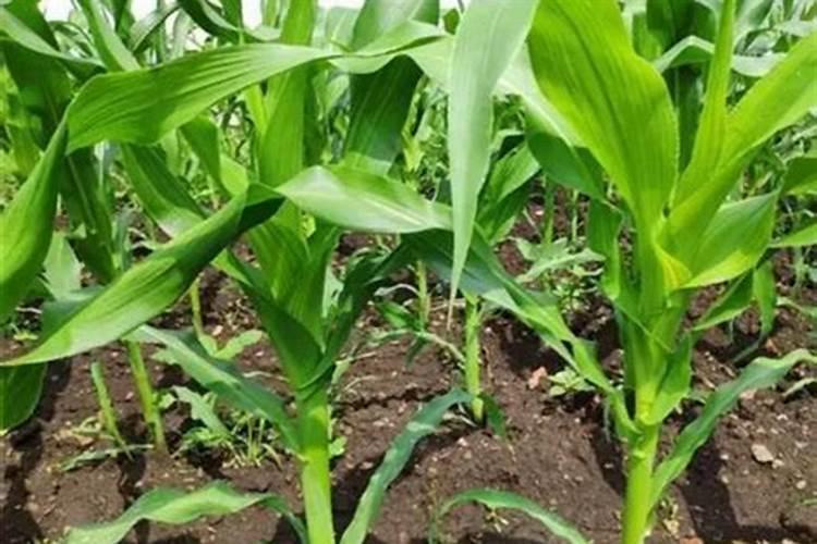 种植玉米,要什么时候打叶面肥合适