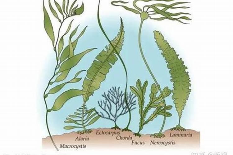 Kose面膜哪款好用？