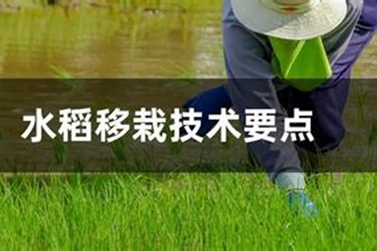 幼秧苗用什么肥料施肥