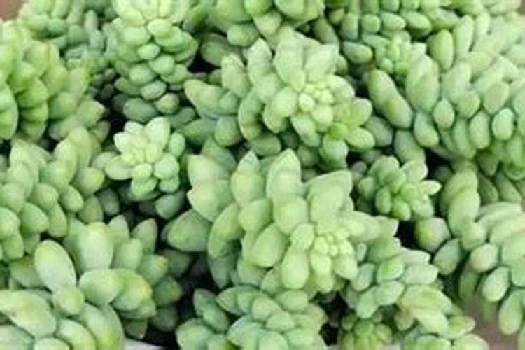 49吨榴莲销毁成有机肥是怎么回事？