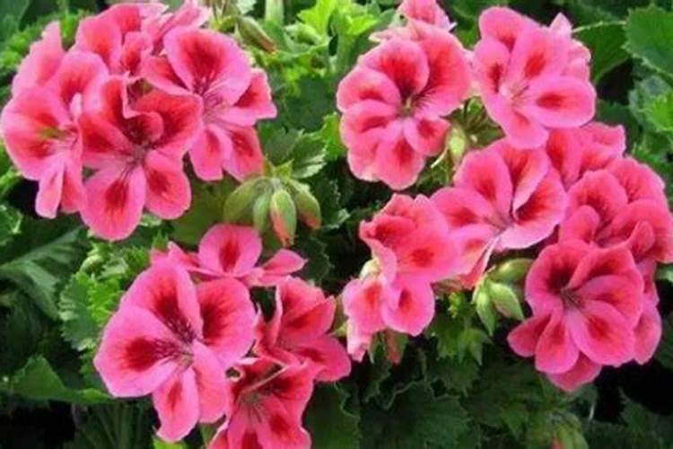 喜欢养天竺葵,学会几点施肥方法,苗壮开花多也不难,如何施肥好呢？