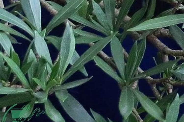 如何养好紫背竹雨,栀子这两种花？
