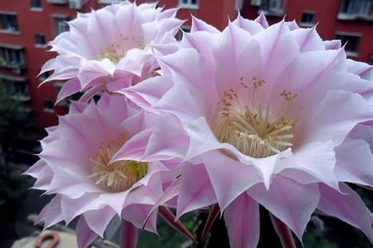 昙花施什么肥料