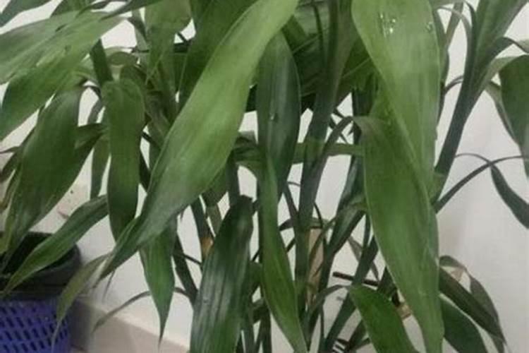 富贵竹怎么养才能更旺盛施什么肥 富贵竹想要长得好需要施什么肥百度...