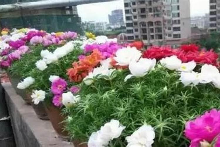 新栽的太阳花多久可以施肥吗