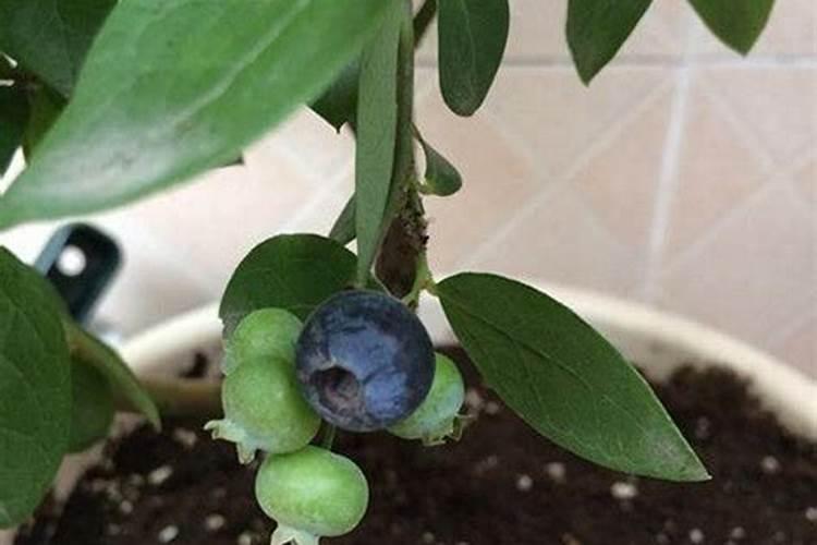 蓝莓种植需什么肥