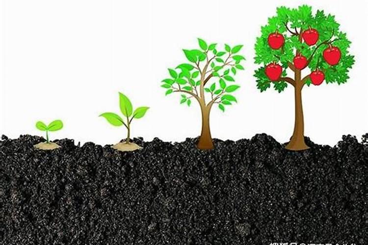 ...山药底肥用什么肥料好？山药底肥用矿源黄腐酸钾黑金晶冲施