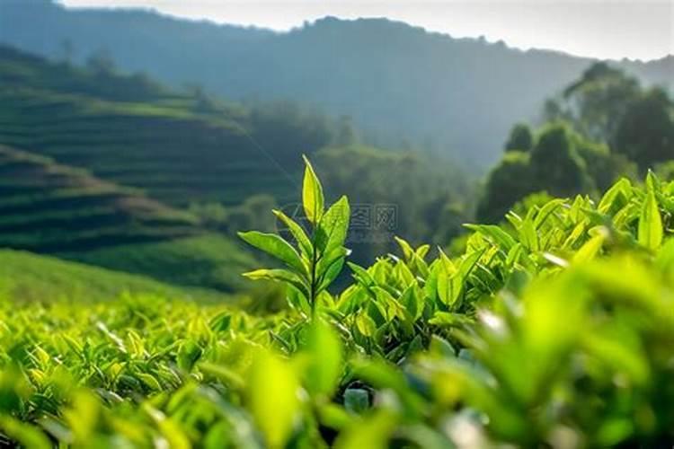 茶树用什么肥料长得快