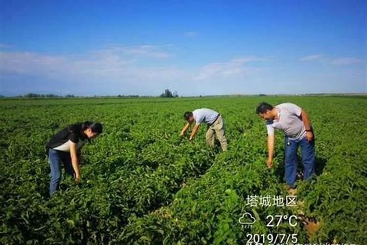 种玉米用滴灌带淌好还是不趟好？
