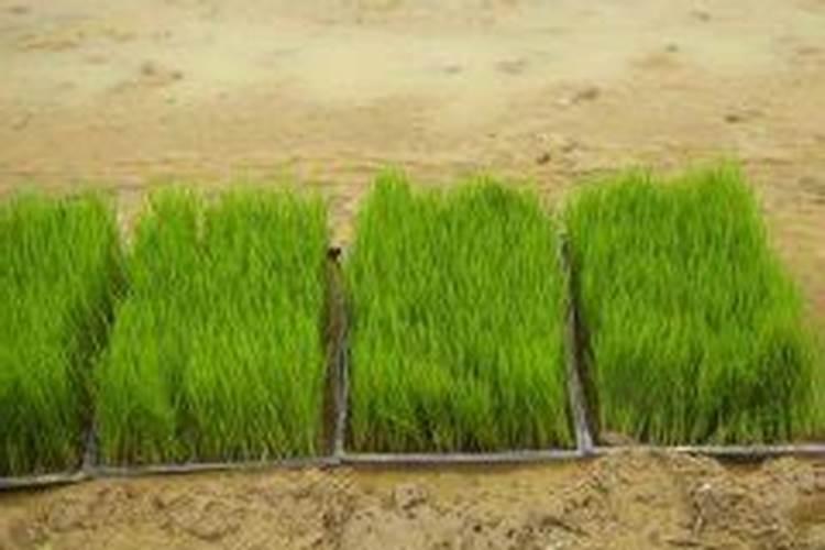 直播水稻什么时间施钾肥二次除草什么时候最好怎么管理？