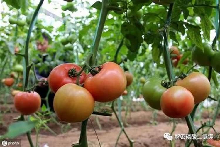 西红柿用什么肥料最好