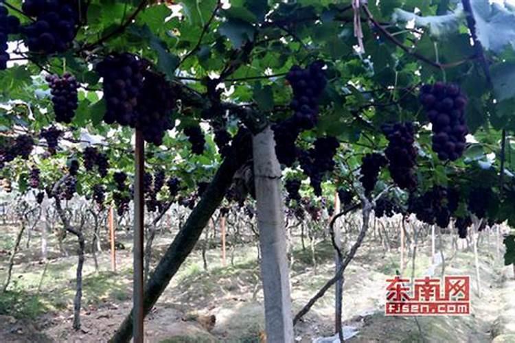秋季硫酸锌一亩葡萄地施多？