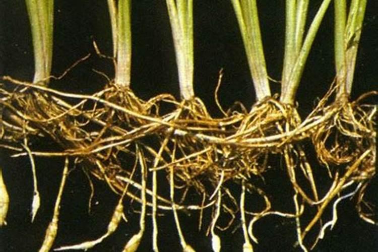 今年种植的石榴树面,地里香附子特别多,可以使用草甘膦吗