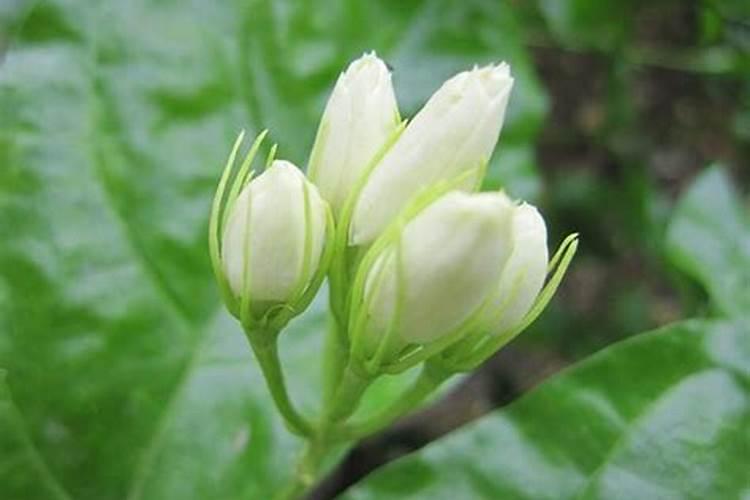 茉莉花黄叶还能恢复吗