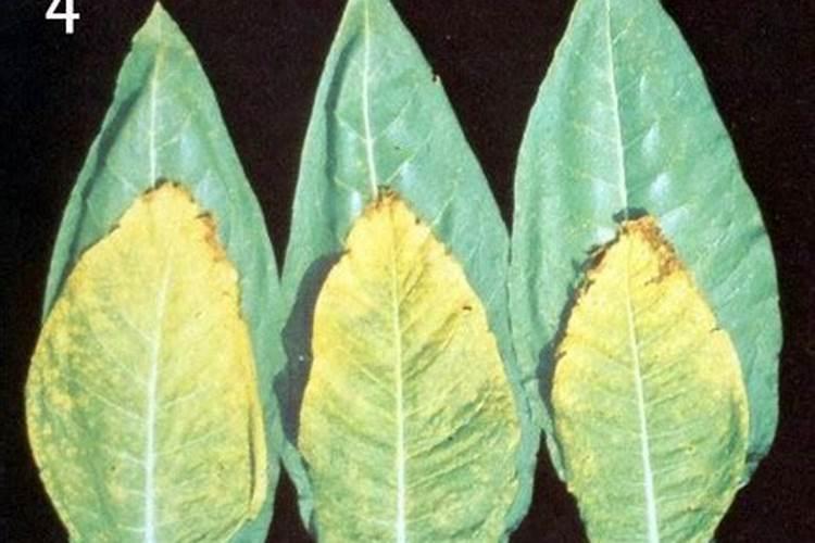 烤烟种植技术与方法