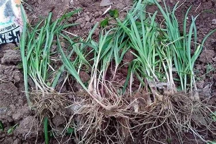 韭菜养根期用什么肥料