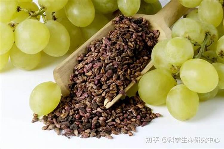 吃剩的葡萄籽能用来种盆栽吗 葡萄养殖方法